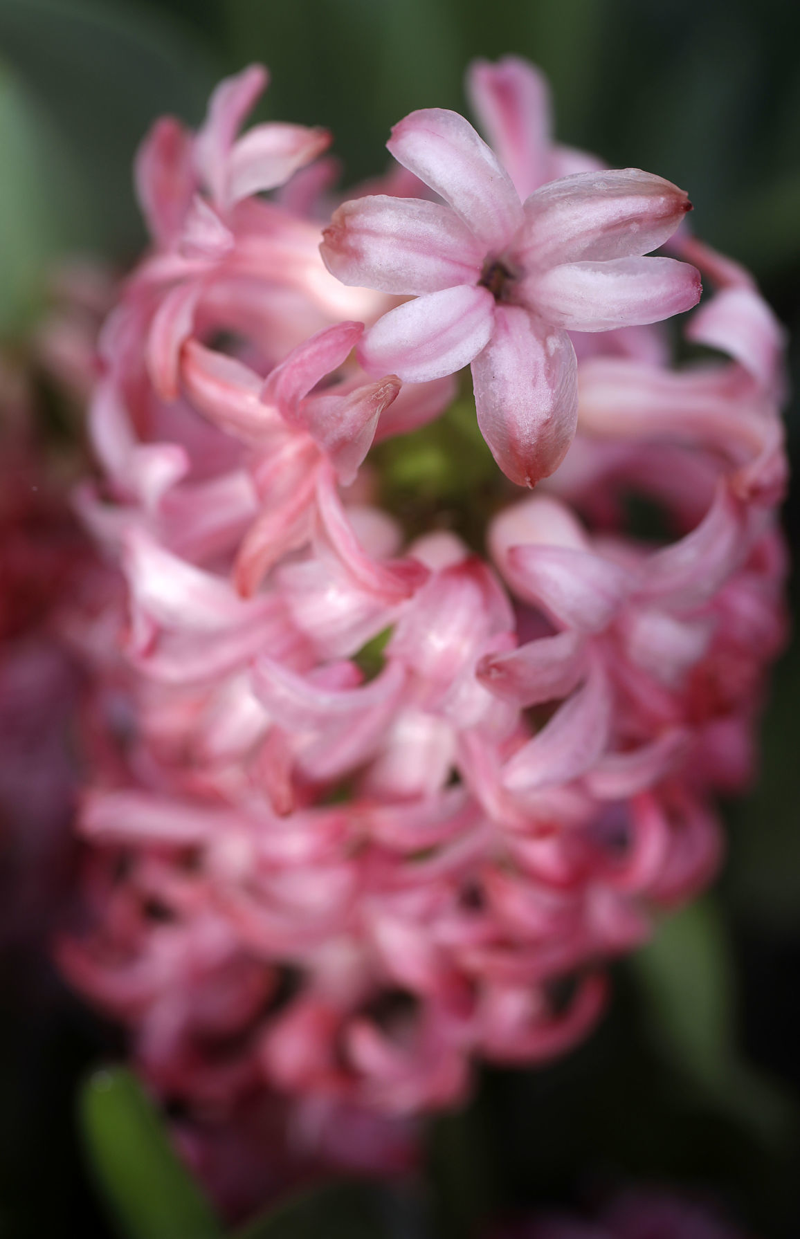 Tulsa Botanic Garden